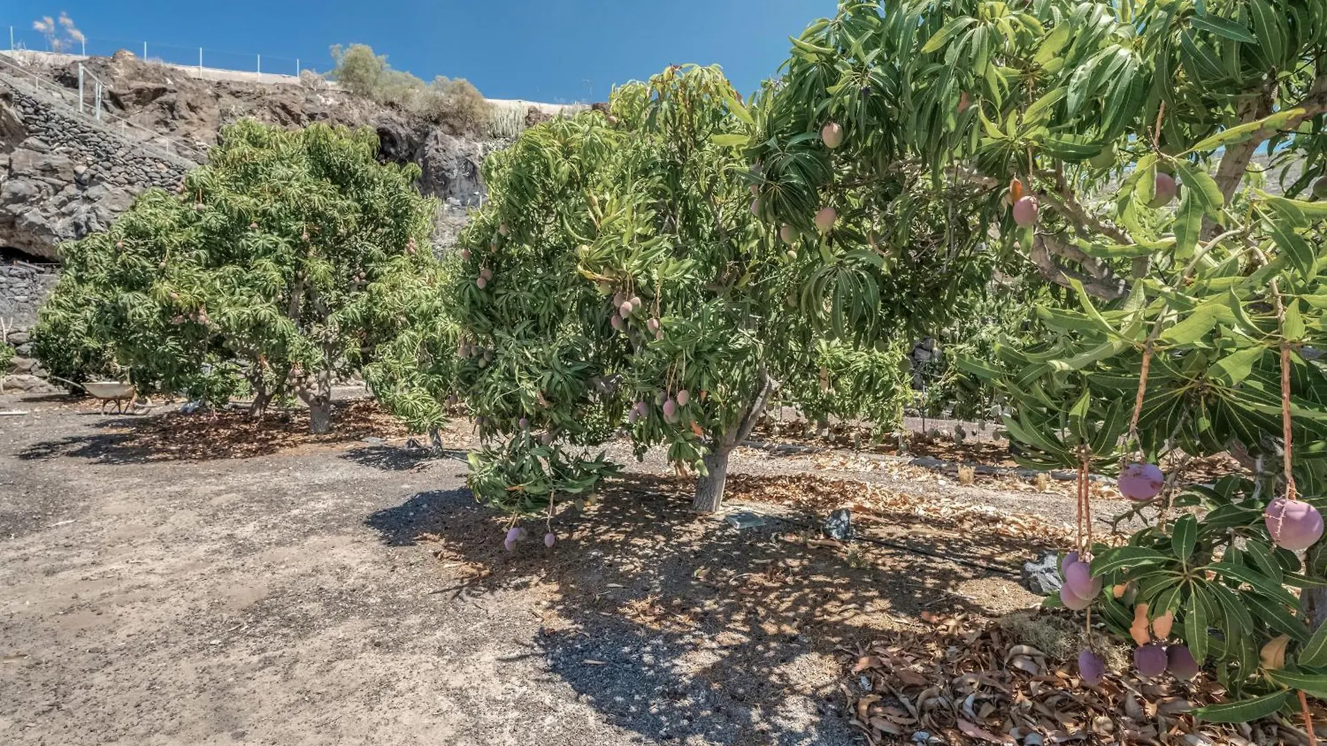 Finca Eden Guia de Isora  Guia de Isora (Tenerife)